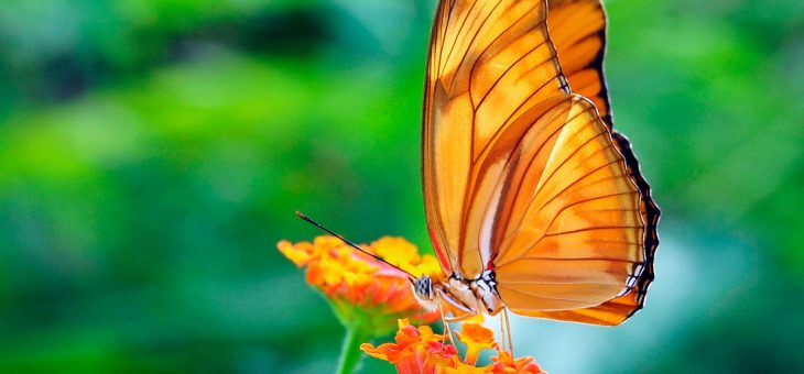 Quel est le rôle des papillons ?