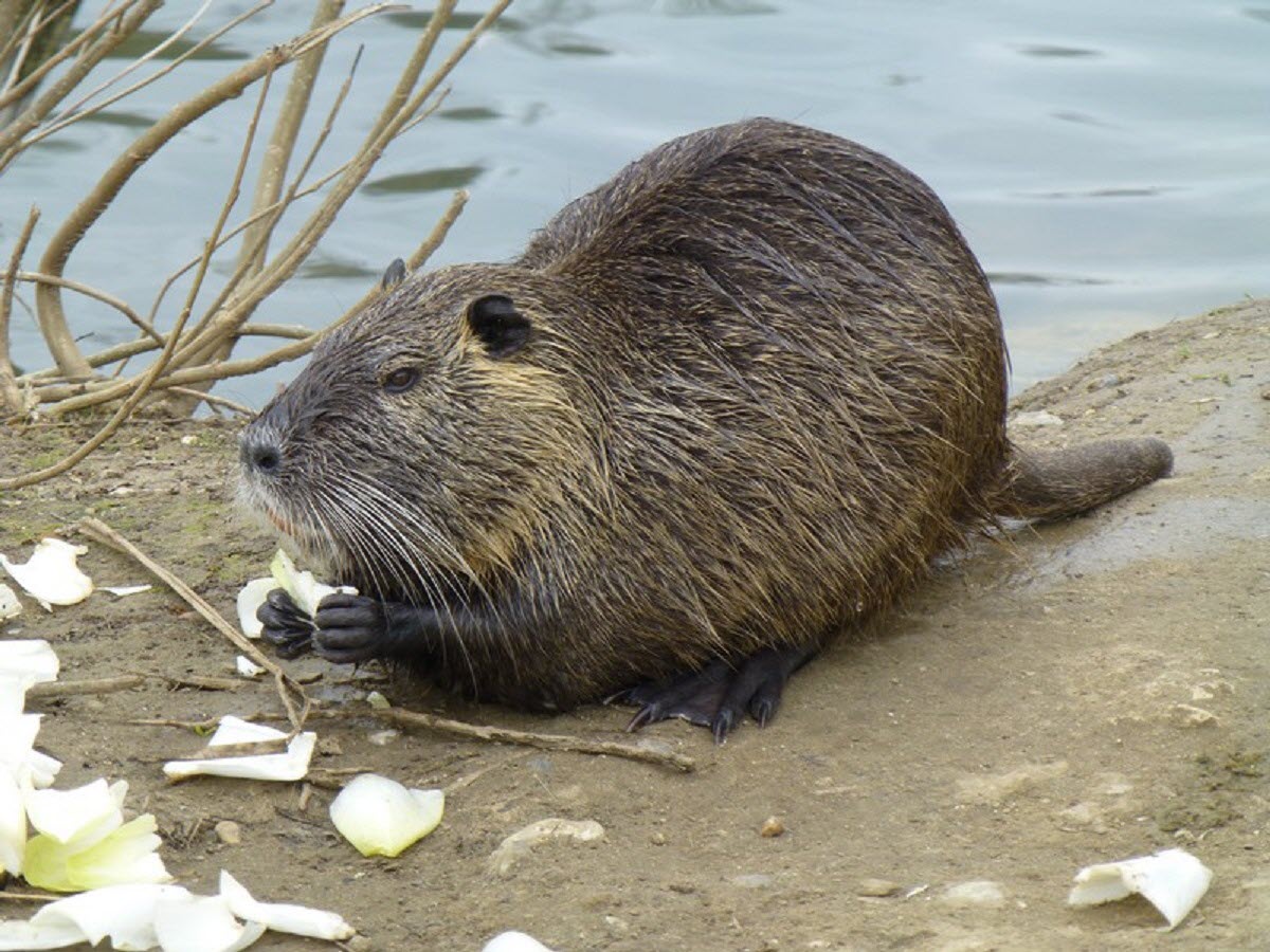 Comment éloigner les ragondins sans les tuer ?