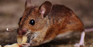 Comment se débarrasser des rongeurs ( Rats & Souris ) ?